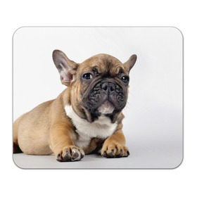 Коврик прямоугольный с принтом Французский бульдог в Курске, натуральный каучук | размер 230 х 185 мм; запечатка лицевой стороны | животное | порода | собака | французский бульдог