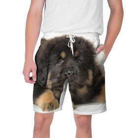 Мужские шорты 3D с принтом Тибетский мастиф в Курске,  полиэстер 100% | прямой крой, два кармана без застежек по бокам. Мягкая трикотажная резинка на поясе, внутри которой широкие завязки. Длина чуть выше колен | животное | порода | собака