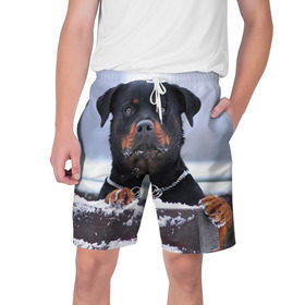 Мужские шорты 3D с принтом Ротвейлер в Курске,  полиэстер 100% | прямой крой, два кармана без застежек по бокам. Мягкая трикотажная резинка на поясе, внутри которой широкие завязки. Длина чуть выше колен | Тематика изображения на принте: животное | порода | ротвейлер | собака