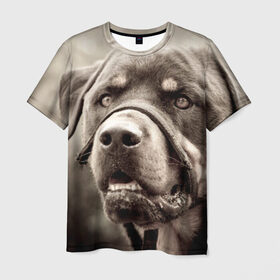 Мужская футболка 3D с принтом Ротвейлер в Курске, 100% полиэфир | прямой крой, круглый вырез горловины, длина до линии бедер | животное | порода | ротвейлер | собака