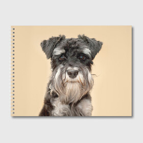 Альбом для рисования с принтом Цвергшнауцер в Курске, 100% бумага
 | матовая бумага, плотность 200 мг. | животное | порода | собака | цвергшнауцер