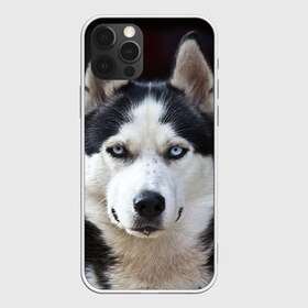 Чехол для iPhone 12 Pro Max с принтом Хаски в Курске, Силикон |  | Тематика изображения на принте: бандит | животное | порода | собака | хаски | хаски бандит