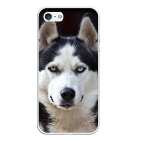 Чехол для iPhone 5/5S матовый с принтом Хаски в Курске, Силикон | Область печати: задняя сторона чехла, без боковых панелей | бандит | животное | порода | собака | хаски | хаски бандит