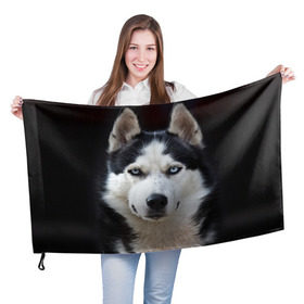 Флаг 3D с принтом Хаски в Курске, 100% полиэстер | плотность ткани — 95 г/м2, размер — 67 х 109 см. Принт наносится с одной стороны | бандит | животное | порода | собака | хаски | хаски бандит