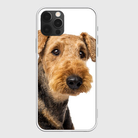 Чехол для iPhone 12 Pro с принтом Эрдельтерьер в Курске, силикон | область печати: задняя сторона чехла, без боковых панелей | животное | порода | собака | эрдельтерьер