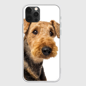 Чехол для iPhone 12 Pro Max с принтом Эрдельтерьер в Курске, Силикон |  | животное | порода | собака | эрдельтерьер