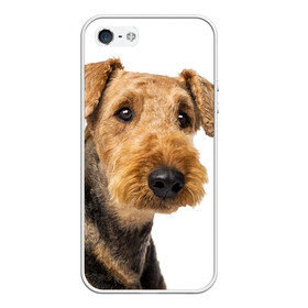 Чехол для iPhone 5/5S матовый с принтом Эрдельтерьер в Курске, Силикон | Область печати: задняя сторона чехла, без боковых панелей | Тематика изображения на принте: животное | порода | собака | эрдельтерьер