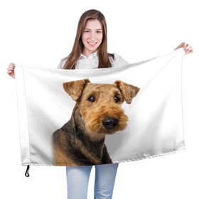 Флаг 3D с принтом Эрдельтерьер в Курске, 100% полиэстер | плотность ткани — 95 г/м2, размер — 67 х 109 см. Принт наносится с одной стороны | животное | порода | собака | эрдельтерьер