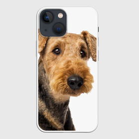 Чехол для iPhone 13 mini с принтом Эрдельтерьер в Курске,  |  | Тематика изображения на принте: животное | порода | собака | эрдельтерьер
