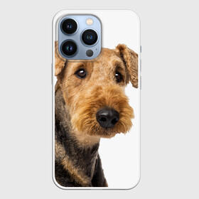 Чехол для iPhone 13 Pro с принтом Эрдельтерьер в Курске,  |  | животное | порода | собака | эрдельтерьер