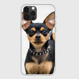 Чехол для iPhone 12 Pro Max с принтом Чихуахуа в Курске, Силикон |  | Тематика изображения на принте: животное | порода | собака | чихуахуа