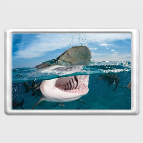 Магнит 45*70 с принтом Хищная акула в Курске, Пластик | Размер: 78*52 мм; Размер печати: 70*45 | акула | море | океан | природа | хищник