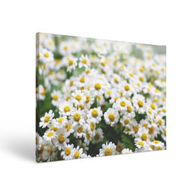 Холст прямоугольный с принтом Полевые ромашки в Курске, 100% ПВХ |  | Тематика изображения на принте: природа | ромашка | цветок | цветы