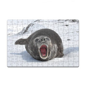 Пазл магнитный 126 элементов с принтом Морской тюлень в Курске, полимерный материал с магнитным слоем | 126 деталей, размер изделия —  180*270 мм | Тематика изображения на принте: животное | зима | море | океан | снег | тюлень