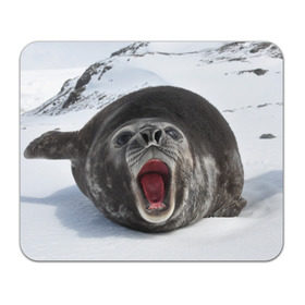Коврик прямоугольный с принтом Морской тюлень в Курске, натуральный каучук | размер 230 х 185 мм; запечатка лицевой стороны | животное | зима | море | океан | снег | тюлень