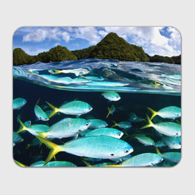 Коврик прямоугольный с принтом Подводный мир в Курске, натуральный каучук | размер 230 х 185 мм; запечатка лицевой стороны | вода | море | океан | природа | рыба | рыбы