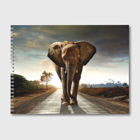 Альбом для рисования с принтом Дикий слон в Курске, 100% бумага
 | матовая бумага, плотность 200 мг. | слон