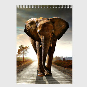 Скетчбук с принтом Дикий слон в Курске, 100% бумага
 | 48 листов, плотность листов — 100 г/м2, плотность картонной обложки — 250 г/м2. Листы скреплены сверху удобной пружинной спиралью | слон