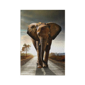 Обложка для паспорта матовая кожа с принтом Дикий слон в Курске, натуральная матовая кожа | размер 19,3 х 13,7 см; прозрачные пластиковые крепления | слон
