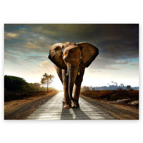 Поздравительная открытка с принтом Дикий слон в Курске, 100% бумага | плотность бумаги 280 г/м2, матовая, на обратной стороне линовка и место для марки
 | Тематика изображения на принте: слон