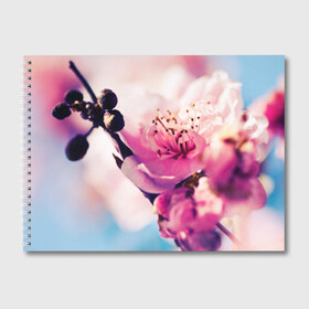 Альбом для рисования с принтом Цветущая вишня в Курске, 100% бумага
 | матовая бумага, плотность 200 мг. | Тематика изображения на принте: вишня | дерево | небо | природа | черешня | ягода