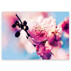 Поздравительная открытка с принтом Цветущая вишня в Курске, 100% бумага | плотность бумаги 280 г/м2, матовая, на обратной стороне линовка и место для марки
 | вишня | дерево | небо | природа | черешня | ягода