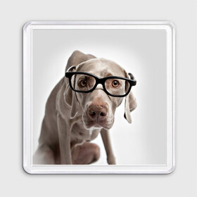 Магнит 55*55 с принтом Собака в очках в Курске, Пластик | Размер: 65*65 мм; Размер печати: 55*55 мм | в очках | дог | животное | очки | прикол | пятнистый | собака | щенок
