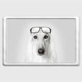 Магнит 45*70 с принтом Собака в очках в Курске, Пластик | Размер: 78*52 мм; Размер печати: 70*45 | афганская | белая | борзая | в очках | животное | очки | прикол | собака