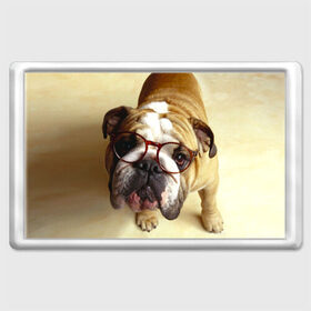 Магнит 45*70 с принтом Бульдог в очках в Курске, Пластик | Размер: 78*52 мм; Размер печати: 70*45 | бульдог в очках | домашнее | животное | очки | пес | прикол | собака | умный | ученый