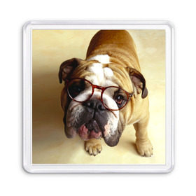 Магнит 55*55 с принтом Бульдог в очках в Курске, Пластик | Размер: 65*65 мм; Размер печати: 55*55 мм | бульдог в очках | домашнее | животное | очки | пес | прикол | собака | умный | ученый