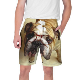 Мужские шорты 3D с принтом Бульдог в очках в Курске,  полиэстер 100% | прямой крой, два кармана без застежек по бокам. Мягкая трикотажная резинка на поясе, внутри которой широкие завязки. Длина чуть выше колен | бульдог в очках | домашнее | животное | очки | пес | прикол | собака | умный | ученый