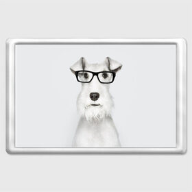 Магнит 45*70 с принтом Собака в очках в Курске, Пластик | Размер: 78*52 мм; Размер печати: 70*45 | белый | домашнее | животное | очки | пес | прикол | собака в очках | умный | ученый | эрдельтерьер