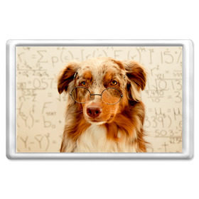Магнит 45*70 с принтом Собака в очках в Курске, Пластик | Размер: 78*52 мм; Размер печати: 70*45 | домашнее | животное | очки | пес | прикол | собака в очках | умный | ученый