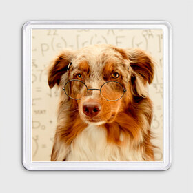 Магнит 55*55 с принтом Собака в очках в Курске, Пластик | Размер: 65*65 мм; Размер печати: 55*55 мм | домашнее | животное | очки | пес | прикол | собака в очках | умный | ученый