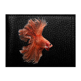 Обложка для студенческого билета с принтом Бойцовая рыбка в Курске, натуральная кожа | Размер: 11*8 см; Печать на всей внешней стороне | Тематика изображения на принте: аквариумная | бойцовая | красивый | плавники | рыба | рыбка | хвост | япаонская