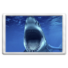 Магнит 45*70 с принтом Белая акула в Курске, Пластик | Размер: 78*52 мм; Размер печати: 70*45 | shark | море | синий
