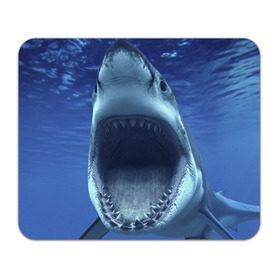 Коврик прямоугольный с принтом Белая акула в Курске, натуральный каучук | размер 230 х 185 мм; запечатка лицевой стороны | shark | море | синий