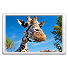 Магнит 45*70 с принтом Прикольный жираф в Курске, Пластик | Размер: 78*52 мм; Размер печати: 70*45 | Тематика изображения на принте: африка | животное | жираф | небо | природа