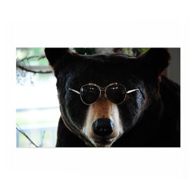 Бумага для упаковки 3D с принтом Медведь в очках в Курске, пластик и полированная сталь | круглая форма, металлическое крепление в виде кольца | Тематика изображения на принте: животное | медведь | новая | очки | природа | стильная