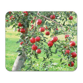Коврик прямоугольный с принтом Яблоки в Курске, натуральный каучук | размер 230 х 185 мм; запечатка лицевой стороны | Тематика изображения на принте: дерево | зелень | красные | сад | яблоки
