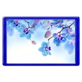 Магнит 45*70 с принтом Голубая орхидея в Курске, Пластик | Размер: 78*52 мм; Размер печати: 70*45 | голубая орхидея | красота | орхидеи | природа | цветок | цветочек | цветы