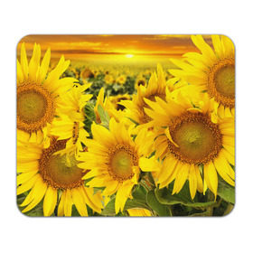 Коврик прямоугольный с принтом Подсолнухи в Курске, натуральный каучук | размер 230 х 185 мм; запечатка лицевой стороны | желтый | солнце | цветок | яркий