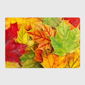Магнитный плакат 3Х2 с принтом Краски осени в Курске, Полимерный материал с магнитным слоем | 6 деталей размером 9*9 см | листва | листья | осень