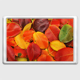 Магнит 45*70 с принтом Осенний покров в Курске, Пластик | Размер: 78*52 мм; Размер печати: 70*45 | жёлтый | золотой | красный | листва | листья | осень