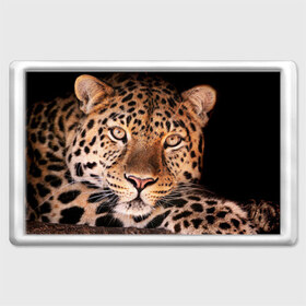 Магнит 45*70 с принтом Леопард в Курске, Пластик | Размер: 78*52 мм; Размер печати: 70*45 | гепард | грация | дикая кошка | добыча | животные | леопард | ловкость | опасность | пятна | хищник | ягуар