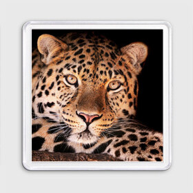 Магнит 55*55 с принтом Леопард в Курске, Пластик | Размер: 65*65 мм; Размер печати: 55*55 мм | гепард | грация | дикая кошка | добыча | животные | леопард | ловкость | опасность | пятна | хищник | ягуар