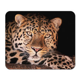 Коврик прямоугольный с принтом Леопард в Курске, натуральный каучук | размер 230 х 185 мм; запечатка лицевой стороны | гепард | грация | дикая кошка | добыча | животные | леопард | ловкость | опасность | пятна | хищник | ягуар