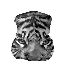 Бандана-труба 3D с принтом Красавец тигр в Курске, 100% полиэстер, ткань с особыми свойствами — Activecool | плотность 150‒180 г/м2; хорошо тянется, но сохраняет форму | джунгли | дикая кошка | животные | зверь | король | кровь | мясо | опасность | охотник | тигр | хищник | царь | цирк