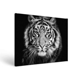 Холст прямоугольный с принтом Красавец тигр в Курске, 100% ПВХ |  | джунгли | дикая кошка | животные | зверь | король | кровь | мясо | опасность | охотник | тигр | хищник | царь | цирк