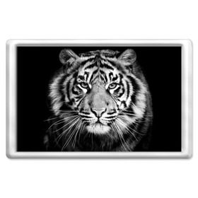 Магнит 45*70 с принтом Красавец тигр в Курске, Пластик | Размер: 78*52 мм; Размер печати: 70*45 | джунгли | дикая кошка | животные | зверь | король | кровь | мясо | опасность | охотник | тигр | хищник | царь | цирк